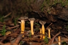 Craterellus lutescens (syn. Cantharellus lutescens; Cantharellus aurora)