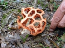 Clathrus ruber (syn. Clathrus cancellatus)