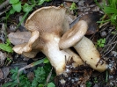 Clitocybe alexandri