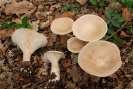 Infundibulicybe geotropa (syn. Clitocybe geotropa)