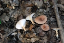 Clitocybe gibba