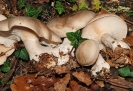 Clitocybe nebularis