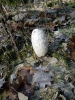 Coprinus comatus