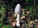 Coprinopsis picacea (syn. Coprinus picaceus)