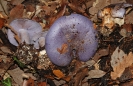 Cortinarius caesiocyaneus (syn. Cortinarius caerulescens)