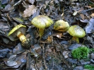 Cortinarius ionochlorus