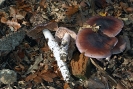 Cortinarius elatior