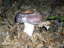 Cortinarius praestans