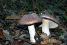 Cortinarius prestans 2