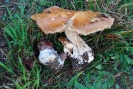 Cortinarius praestans 3