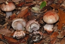 Cortinarius rufo-olivaceus