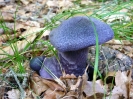 Cortinarius  violaceus