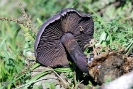 Cortinarius violaceus 2