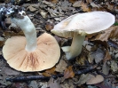 Entoloma sinuatum (syn. Entoloma lividum)