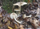 Entoloma rhodopolium (syn. Entoloma rhodopolium f. nidorosum)