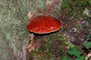 Fistulina hepatica