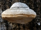 Fomes fomentarius