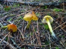 Hygrocybe conica (syn. Hygrocybe pseudoconica)