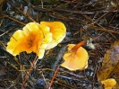 Hygrophoropsis aurantiaca