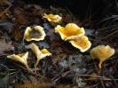 Hygrophoropsis aurantiaca