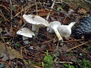 Hygrophorus agathosmus