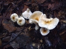 Hygrophorus arbustivus (syn Hygrophorus arbustivus var. quercetorum)