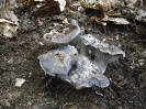 Hygrophorus  marzuolus