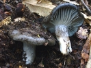 Hygrophorus  marzuolus