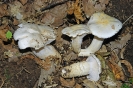 Hygrophorus penarius