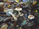 Hygrophorus persoonii (syn. Hygrophorus dichrous var fuscovinosus)