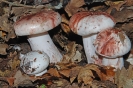 Hygrophorus russula