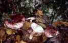 Hygrophorus russula 2