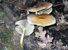 Hypholoma fasciculare2 (syn. Psilocybe fascicularis)