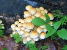 Hypholoma fasciculare (syn. Psilocybe fascicularis)