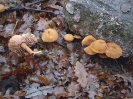 Laccaria laccata