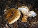 Lactarius scrobiculatus