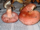 Lactarius torminosus