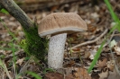 Leccinum pseudoscabrum (syn. Leccinum carpini)