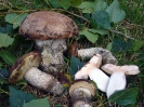 Leccinum duriusculum