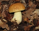 Leccinellum lepidum (syn. Leccinum lepidum)