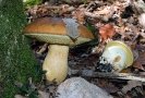 Leccinellum lepidum2 (syn. Leccinum lepidum)