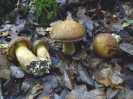 Leccinellum lepidum3 (syn. Leccinum lepidum)