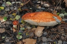 Leccinum aurantiacum (syn. L. quercinum; L. rufum)