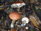 Leccinum quercinum (Vedi Leccinum Aurantiacum))