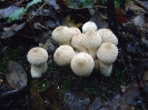 Lycoperdon perlatum 