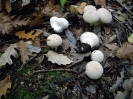 Lycoperdon pyriforme 