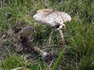 Macrolepiota procera