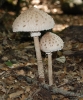 Macrolepiota procera 2