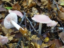 Mycena rosea