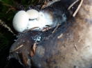 Asterophora parasitica (syn. Nyctalis parasitica) su Russula adusta